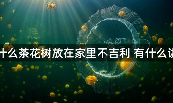 为什么茶花树放在家里不吉利 有什么讲究