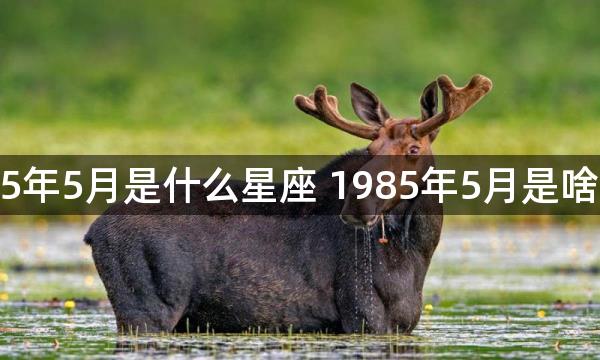 1985年5月是什么星座 1985年5月是啥星座