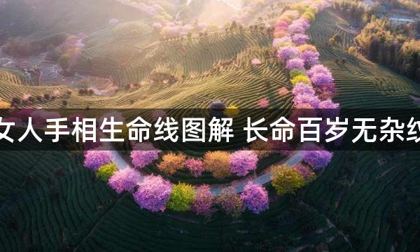 女人手相生命线图解 长命百岁无杂纹