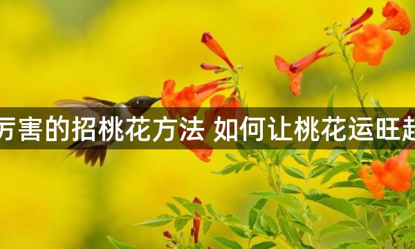 最厉害的招桃花方法 如何让桃花运旺起来