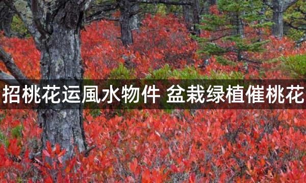 招桃花运風水物件 盆栽绿植催桃花