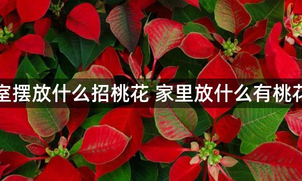 卧室摆放什么招桃花 家里放什么有桃花运