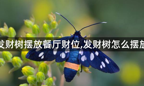 发财树摆放餐厅财位,发财树怎么摆放