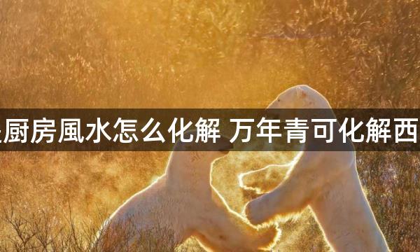 西北方是厨房風水怎么化解 万年青可化解西北角厨房