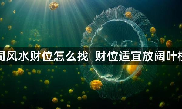 公司风水财位怎么找  财位适宜放阔叶植物