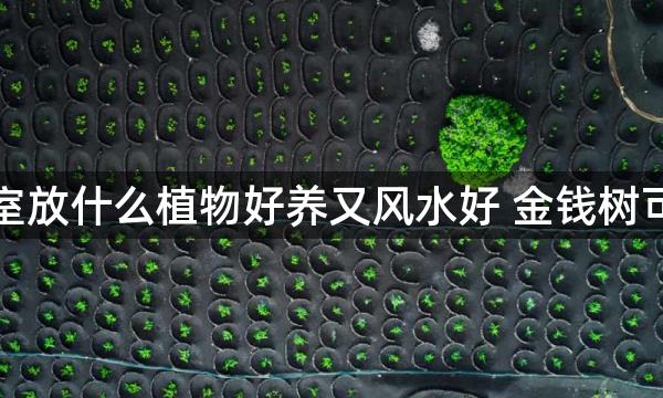 办公室放什么植物好养又风水好 金钱树可旺财