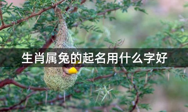 生肖属兔的起名用什么字好