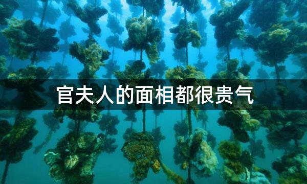 官夫人的面相都很贵气