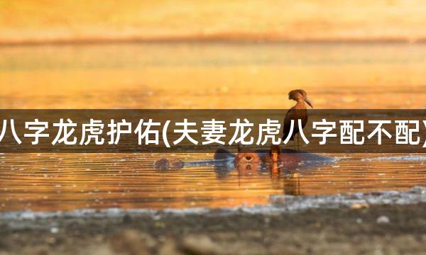 八字龙虎护佑(夫妻龙虎八字配不配)