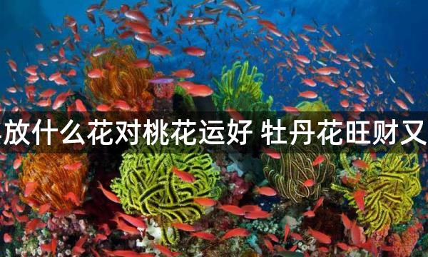 家中摆放什么花对桃花运好 牡丹花旺财又招桃花