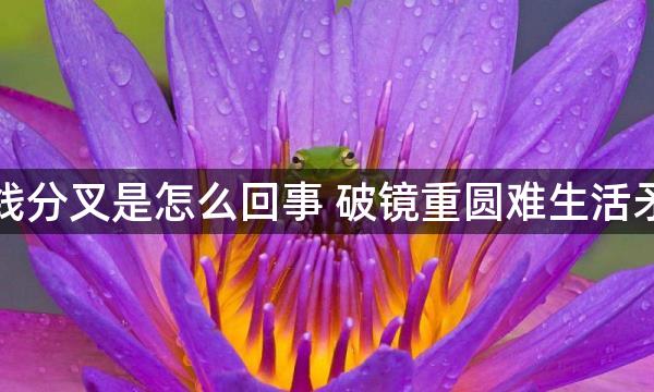 感情线分叉是怎么回事 破镜重圆难生活矛盾多