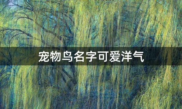 宠物鸟名字可爱洋气