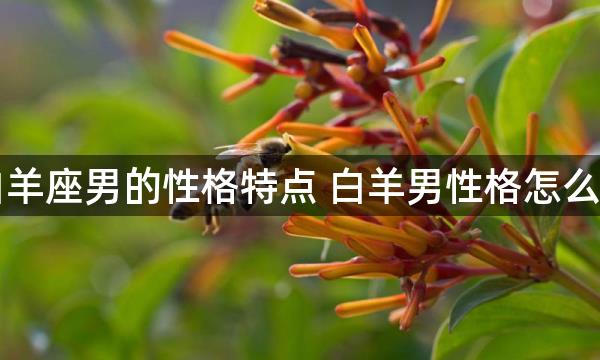 白羊座男的性格特点 白羊男性格怎么样