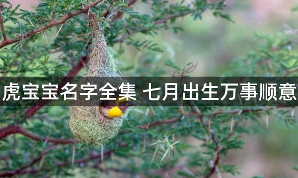 虎宝宝名字全集 七月出生万事顺意