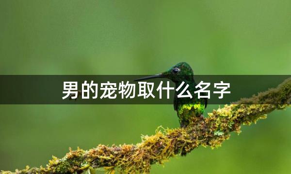 男的宠物取什么名字