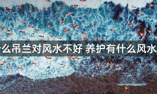 为什么吊兰对风水不好 养护有什么风水禁忌