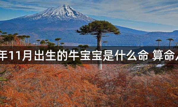 公历2021年11月出生的牛宝宝是什么命 算命八字取名字