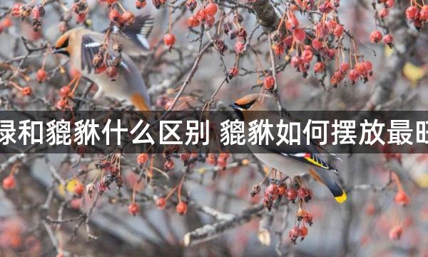 天禄和貔貅什么区别 貔貅如何摆放最旺财