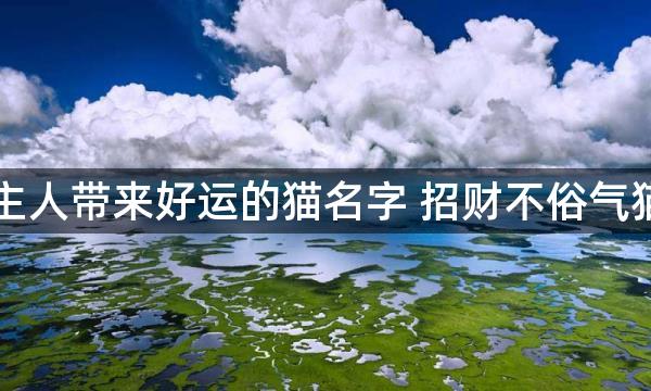 给主人带来好运的猫名字 招财不俗气猫名