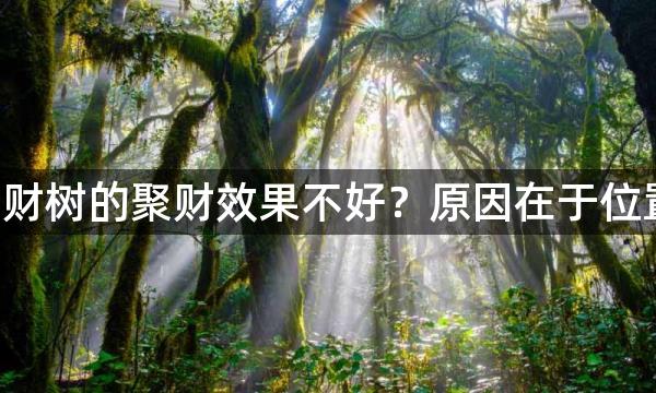 为什么招财树的聚财效果不好？原因在于位置没摆对！