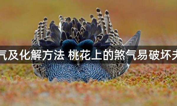 常见煞气及化解方法 桃花上的煞气易破坏夫妻感情