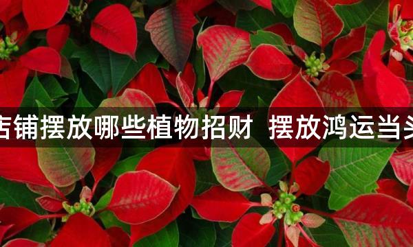 店铺摆放哪些植物招财  摆放鸿运当头