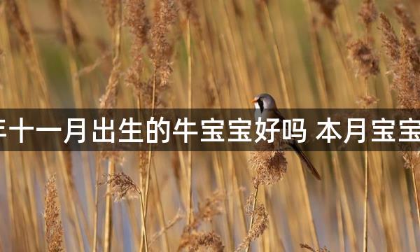 农历2021年十一月出生的牛宝宝好吗 本月宝宝取名宜用字