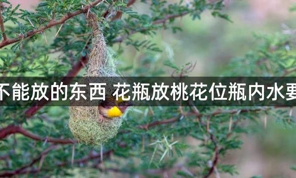 桃花位不能放的东西 花瓶放桃花位瓶内水要及时换