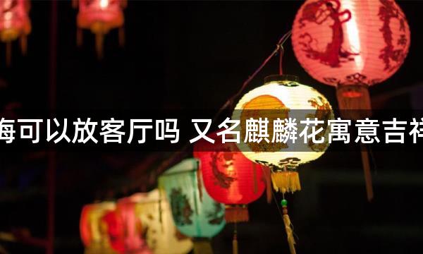 虎刺梅可以放客厅吗 又名麒麟花寓意吉祥如意