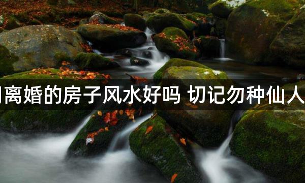 闹离婚的房子风水好吗 切记勿种仙人掌