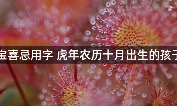 虎宝宝喜忌用字 虎年农历十月出生的孩子起名