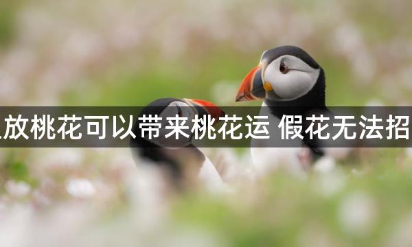 家里放桃花可以带来桃花运 假花无法招桃花