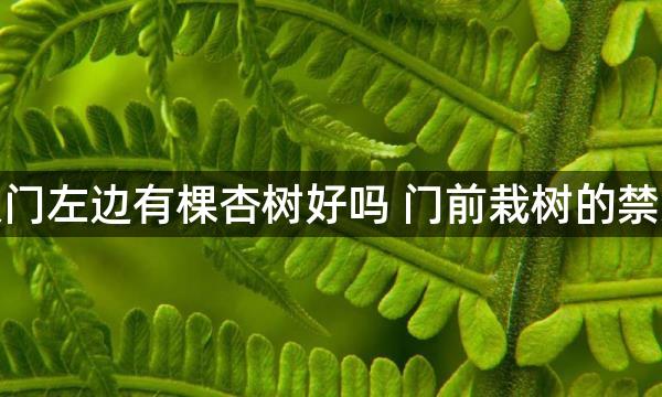 大门左边有棵杏树好吗 门前栽树的禁忌