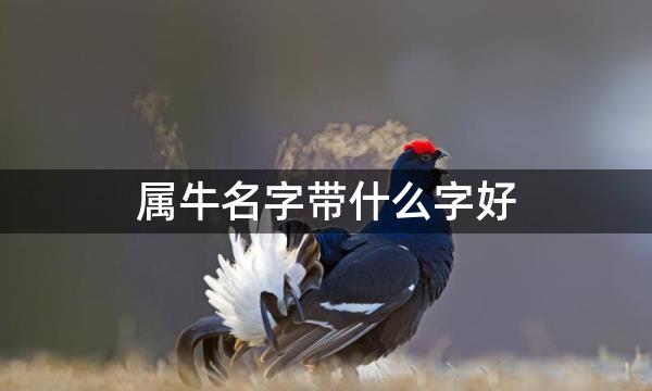 属牛名字带什么字好