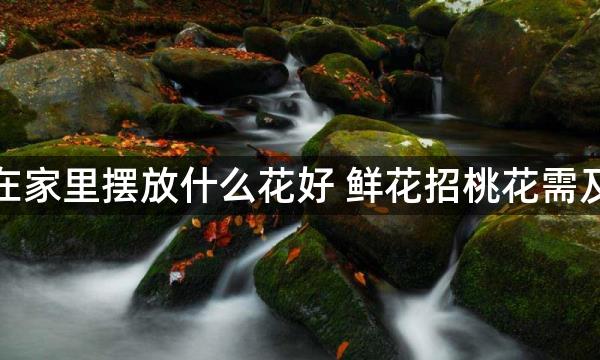 招桃花在家里摆放什么花好 鲜花招桃花需及时换水