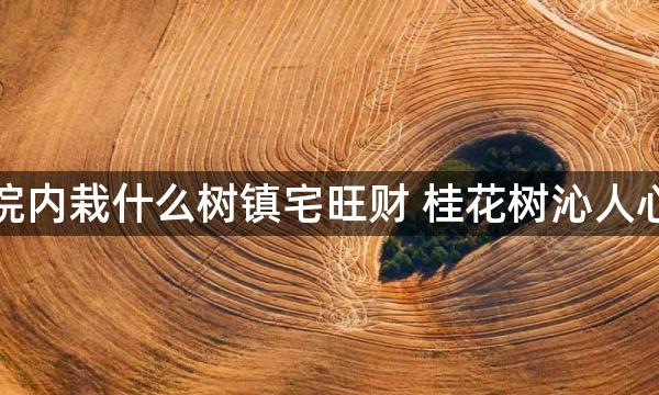 庭院内栽什么树镇宅旺财 桂花树沁人心脾