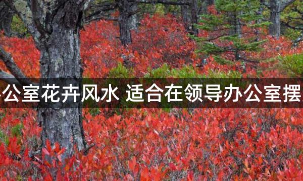 领导办公室花卉风水 适合在领导办公室摆放吊兰