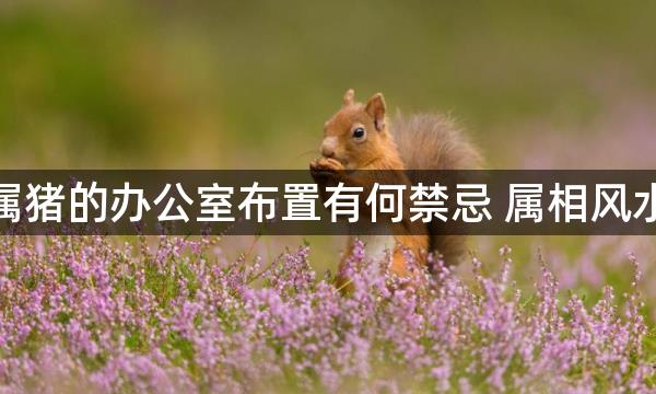 属猪的办公室布置有何禁忌 属相风水